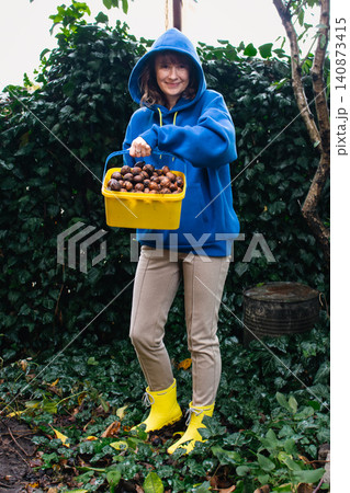 Woman in yellow rubber boots and blue hoodie gathering walnuts in the garden. Autumn harvesting. Women hands holding bucket full of wet nuts on ivy background. Healthy food concept. Gathering nuts Woman in yellow rubber boots and blue hoodie gathering walnuts in the garden. Autumn harvesting. Women hands holding bucket full of wet nuts on ivy background. Healthy food concept. Gathering nuts 140873415