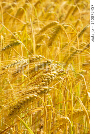 Close Up of Ripe Barley Ears in Golden Grain Field Close Up of Ripe Barley Ears in Golden Grain Field 140873457