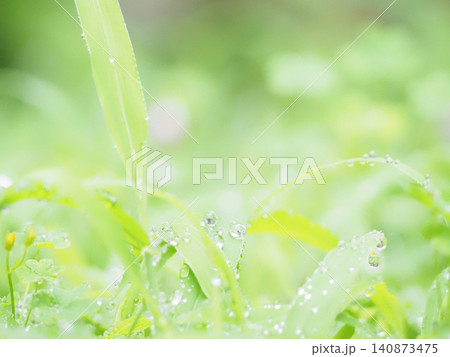 雨上がりの庭木 140873475