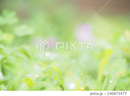 雨上がりの庭木 140873477