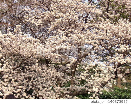 桜ぼけ背景-25 桜ぼけ背景-25 140873955