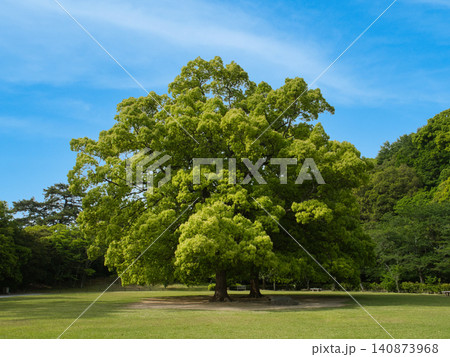 新緑の広がる公園 新緑の広がる公園 140873968