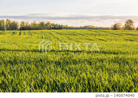 Green wheat field under a bright golden sky Green wheat field under a bright golden sky 140874040
