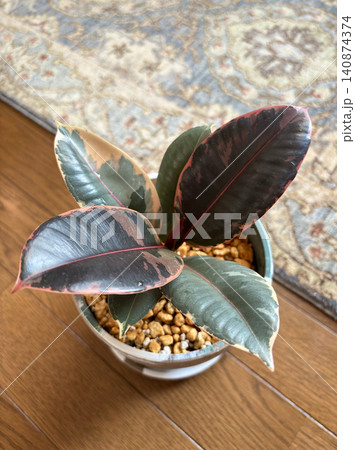美しい斑入りのフィカス・ルビー（ゴムの木） 室内で育てる観葉植物 140874374