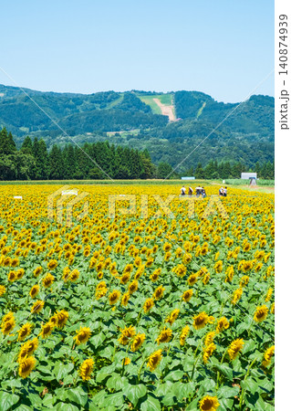 津南ひまわり広場 津南ひまわり広場 140874939