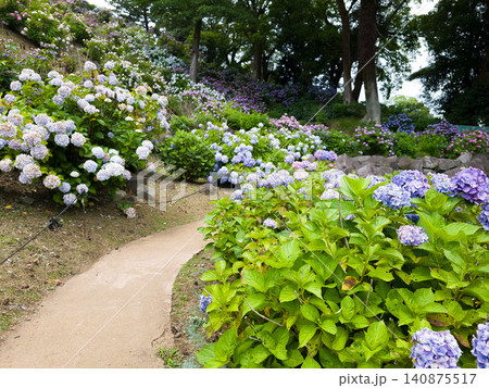 梅雨の晴れ間に咲く紫陽花 梅雨の晴れ間に咲く紫陽花 140875517