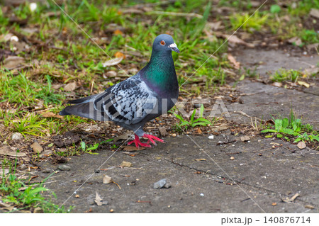 鳩　人間を怖がらない野鳥 140876714