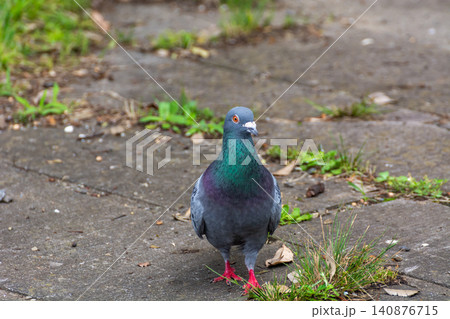 鳩 人間を怖がらない野鳥 鳩 人間を怖がらない野鳥 140876715