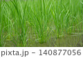 梅雨時の水田で瑞々しく育つ若緑の稲（新居浜市船木） 愛媛県 140877056