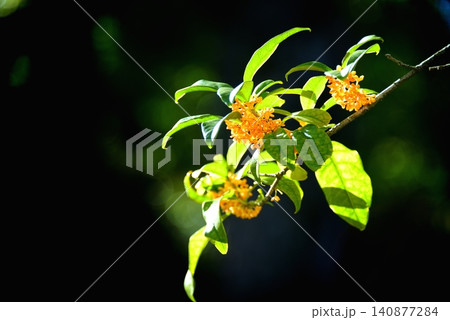 甘い香りのキンモクセイの花 甘い香りのキンモクセイの花 140877284