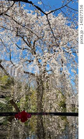 千葉県 榮福寺の満開のしだれ桜と水鏡が織りなす春の風景 千葉県 榮福寺の満開のしだれ桜と水鏡が織りなす春の風景 140877556