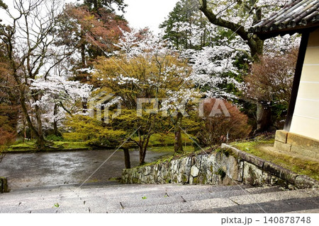 京都市山科区 毘沙門堂の薬医門と新緑と桜 京都市山科区 毘沙門堂の薬医門と新緑と桜 140878748