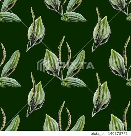 Plantain seamless pattern watercolor illustration on dark background. Plantago medicinal herb for organic hair care pharmacy branding, men healing shave packaging, natural cosmetics health print Plantain seamless pattern watercolor illustration on dark background. Plantago medicinal herb for organic hair care pharmacy branding, men healing shave packaging, natural cosmetics health print 140878771