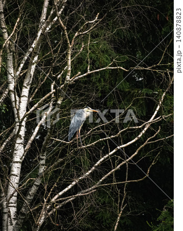 A grey heron (Ardea cinerea) sitting on the thin branches of a tree. A grey heron (Ardea cinerea) sitting on the thin branches of a tree. 140878823