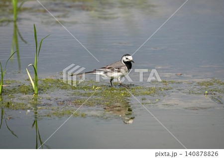 The white wagtail (Motacilla alba), a small songbird from the wagtail family 140878826