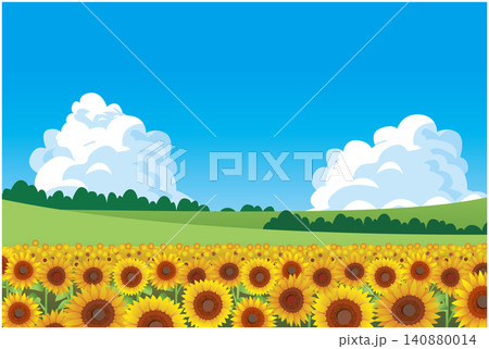 夏のひまわり畑風景 夏のひまわり畑風景 140880014