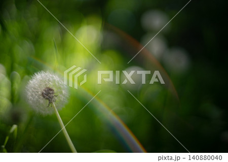 Dandelion Close Up Bokeh Lens Flare Nature Photo Dandelion Close Up Bokeh Lens Flare Nature Photo 140880040