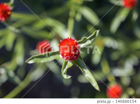 red blossom of a  globe amaranth 140880154