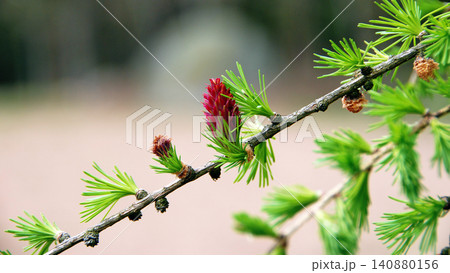 larch with red blossom larch with red blossom 140880156