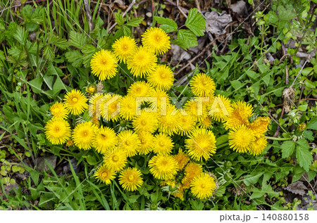 Dandelion Dandelion 140880158
