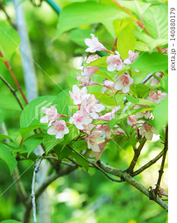 タニウツギの花 タニウツギの花 140880179