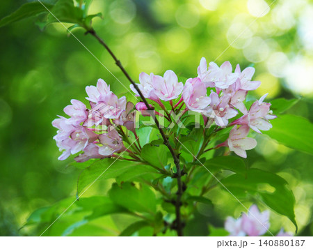 タニウツギの花 タニウツギの花 140880187