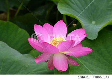 大賀蓮の花と蜂 140880234