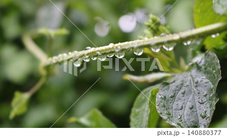 A slender horizontal plant stem, densely covered with transparent drops of rain or dew. Wet green leaves are visible in the foreground, and the softly blurred background creates a beautiful bokeh. 140880377