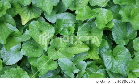 The green background of the heart-shaped leaves of the garden violet. The rich greenery with its distinct veining and soft curves creates a textured natural pattern filled with spring freshness. The green background of the heart-shaped leaves of the garden violet. The rich greenery with its distinct veining and soft curves creates a textured natural pattern filled with spring freshness. 140880378