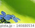 緑色の葉のボケをバックに咲く紫陽花 140880534
