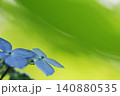 緑色の葉のボケをバックに咲く紫陽花 140880535