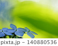 緑色の葉のボケをバックに咲く紫陽花 140880536