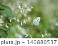 ユキノシタの花にとまるモンシロチョウ 140880537