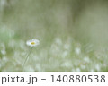 小さな白い花が白い花のボケをバックに咲いている 140880538
