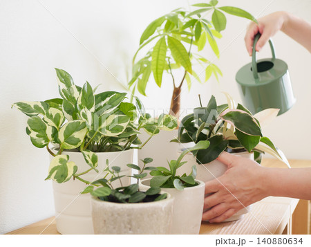 観葉植物への水やり 観葉植物への水やり 140880634