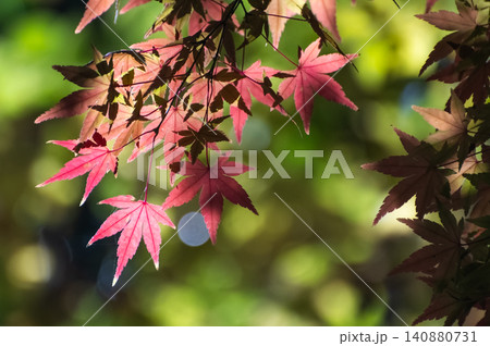 秋晴れの木漏れ日に映し出される紅葉 秋晴れの木漏れ日に映し出される紅葉 140880731