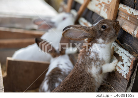 Two speckled rabbits in wooden farm crates. Two speckled rabbits in wooden farm crates. 140881658