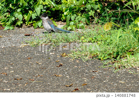 草むらで休むオナガの幼鳥 日本の野鳥 草むらで休むオナガの幼鳥 日本の野鳥 140881748