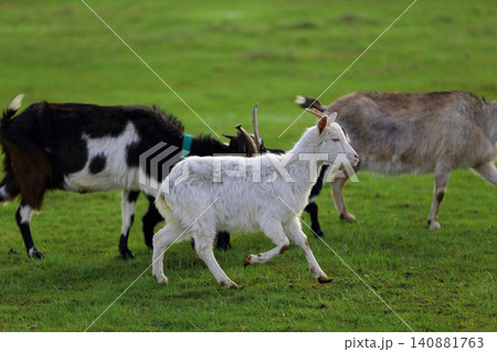 Black and white goats graze on a green meadow in a pasture. Black and white goats graze on a green meadow in a pasture. 140881763