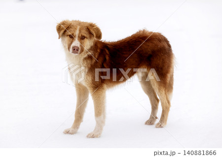 Red brown mutt street dog standing outdoors 140881866