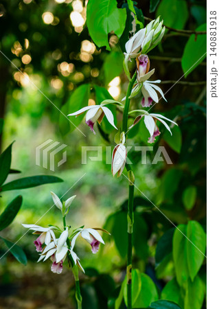 Tropical terrestrial orchid Phaius tankervilleae flowers. Tropical terrestrial orchid Phaius tankervilleae flowers. 140881918