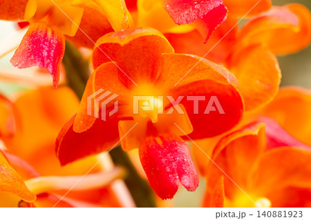 Closeup blooming of tropical Orange Vanda orchid flowers Closeup blooming of tropical Orange Vanda orchid flowers 140881923