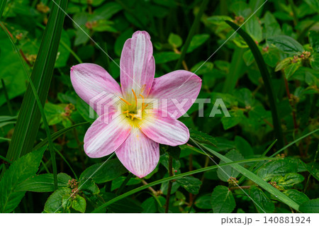 Top view of pink Rain Lily Top view of pink Rain Lily 140881924