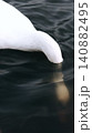 水中で餌を探す白鳥 140882495