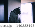 逆光の飼い猫 140882498