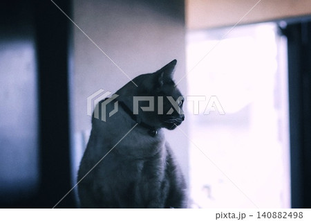 逆光の飼い猫 逆光の飼い猫 140882498