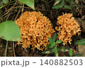 オレンジのホウキタケの一種 140882503
