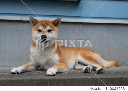 柴犬 柴犬 140882688