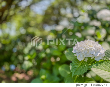 初夏に咲く白い紫陽花(アジサイ)のクローズアップ 初夏に咲く白い紫陽花(アジサイ)のクローズアップ 140882744