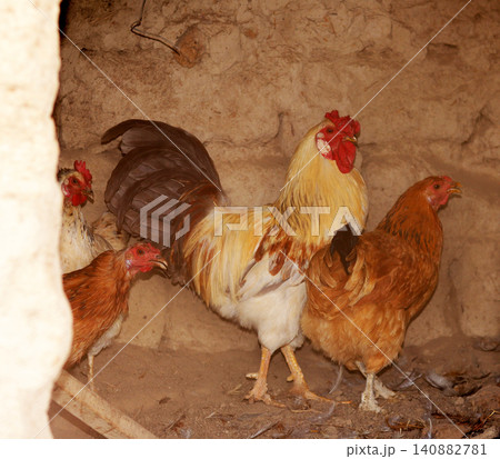 chicken on traditional poultry farm 140882781